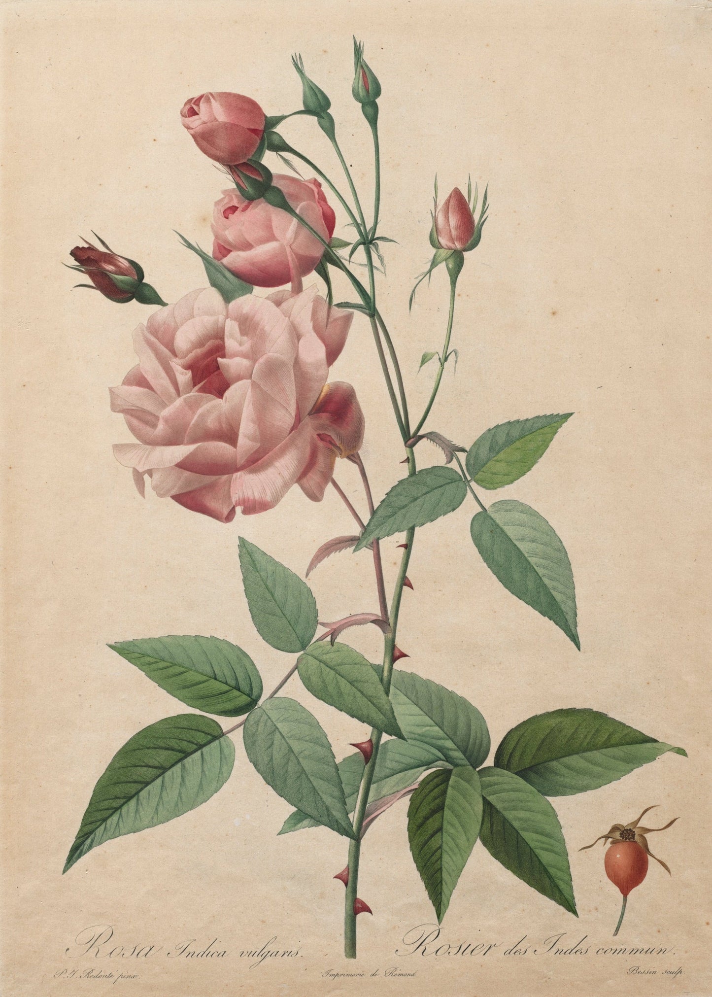 Botanical illustration of a pink rose with green leaves on a beige background