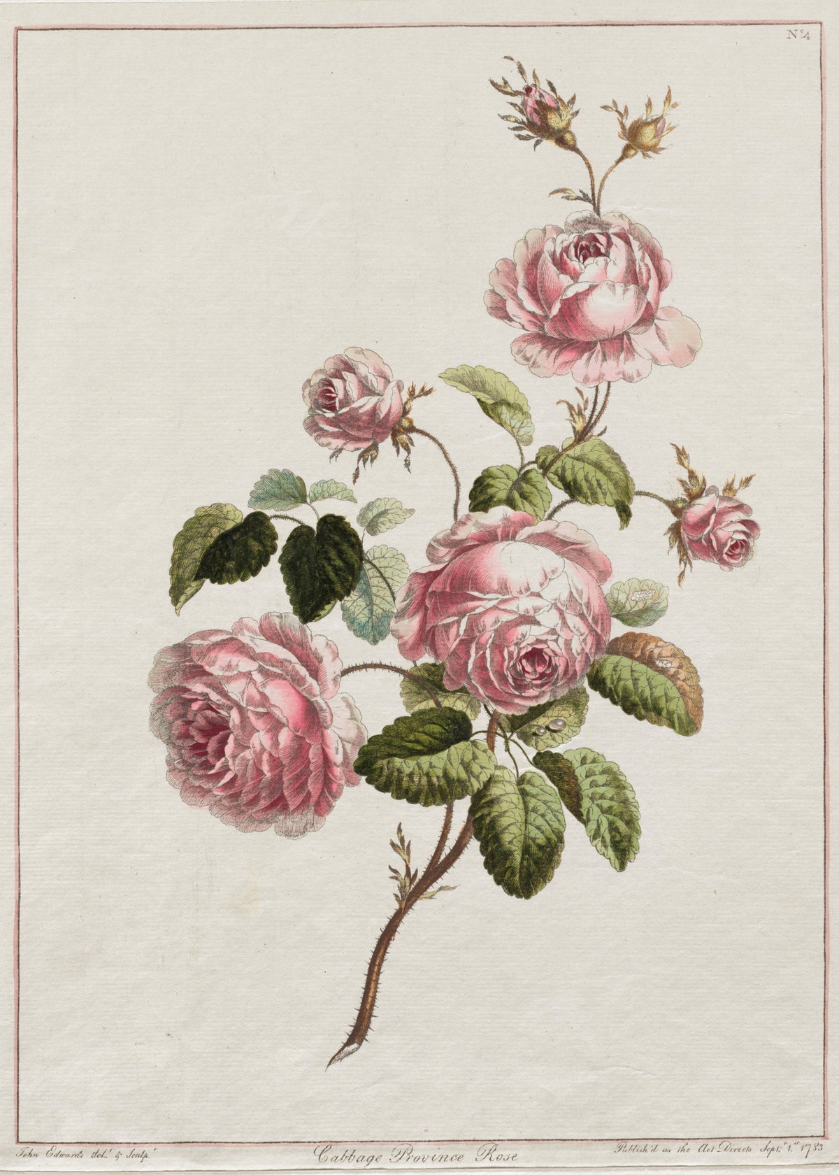 Botanical illustration of pink roses on a light background