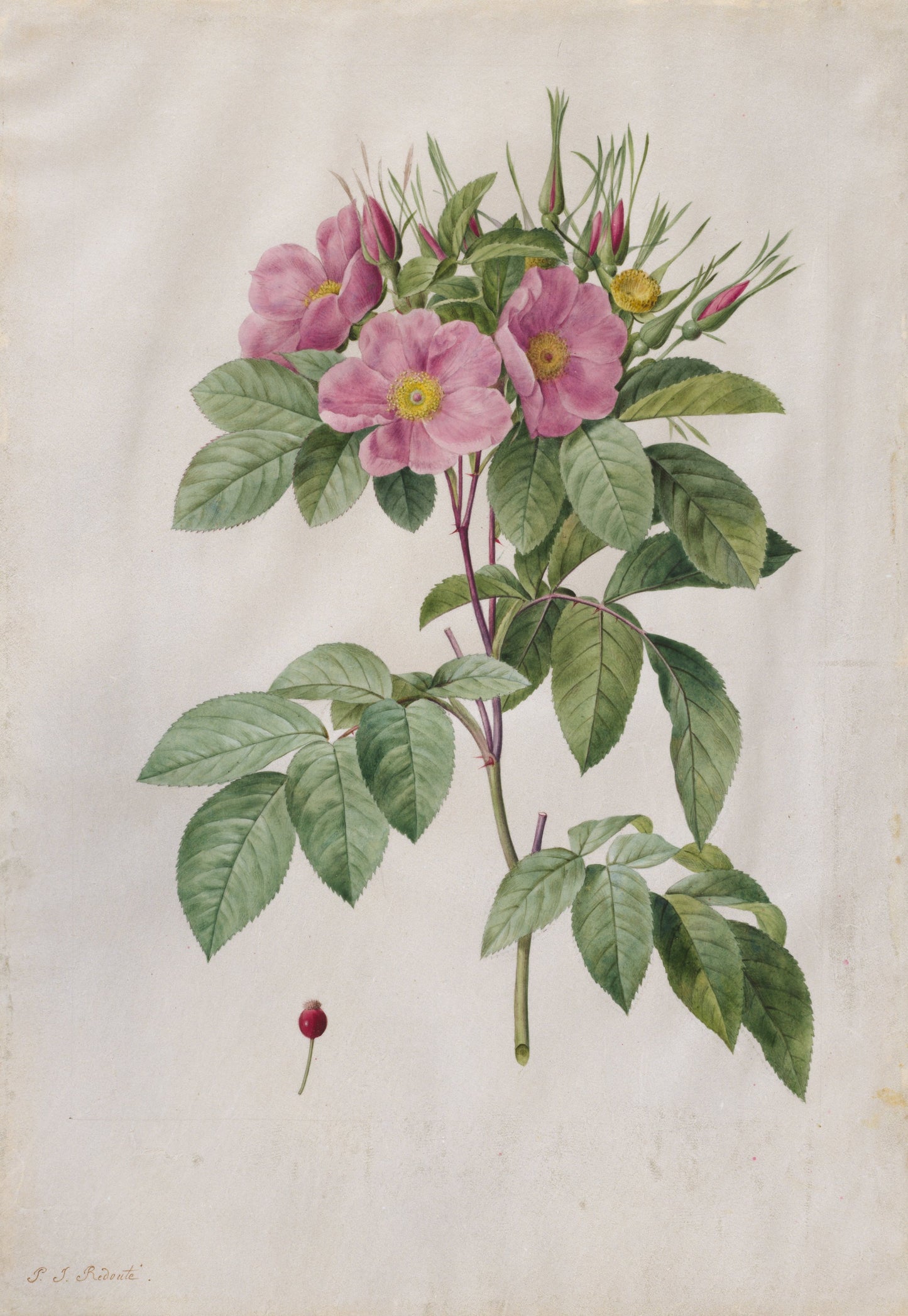 Pasture Rose, 1817-24. Pierre-Joseph Redoute 5x7 Notecard