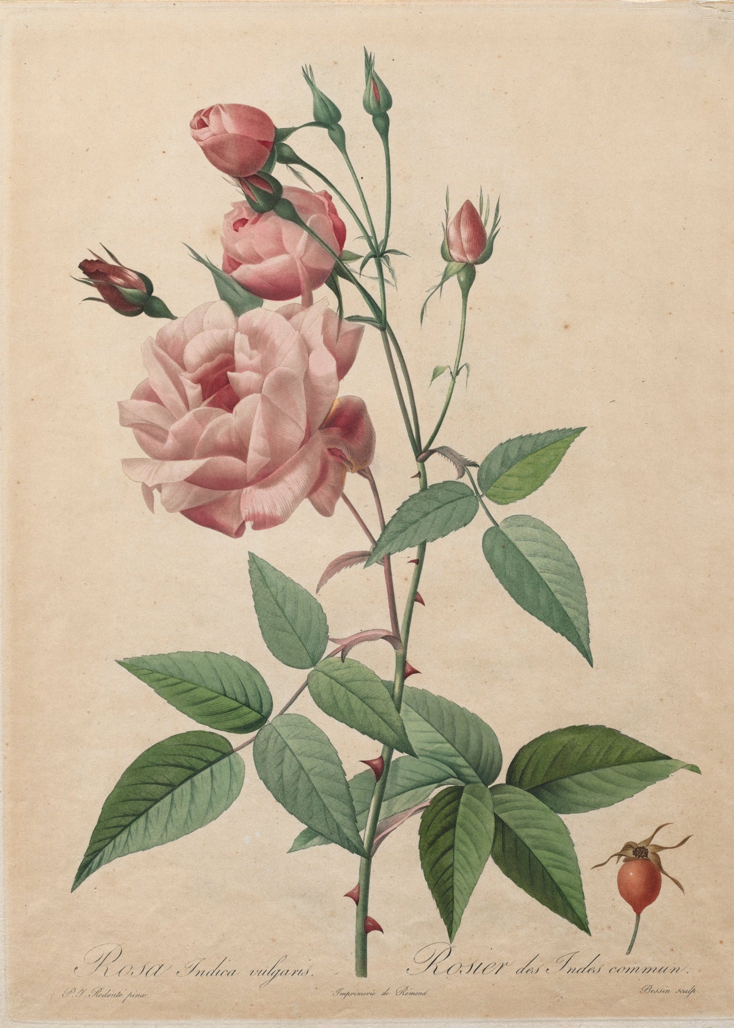 Botanical illustration of a pink rose with green leaves on a beige background