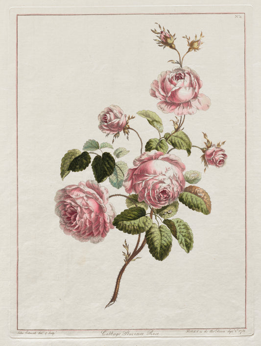 A Collection of Flowers Drawn after Nature-Cabbage Province Rose 5x7 Notecard