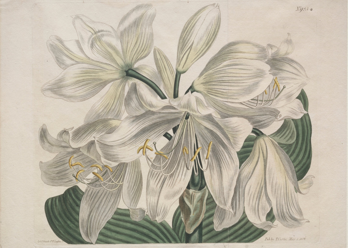 Botanical illustration of white flowers with green leaves on a light gray background