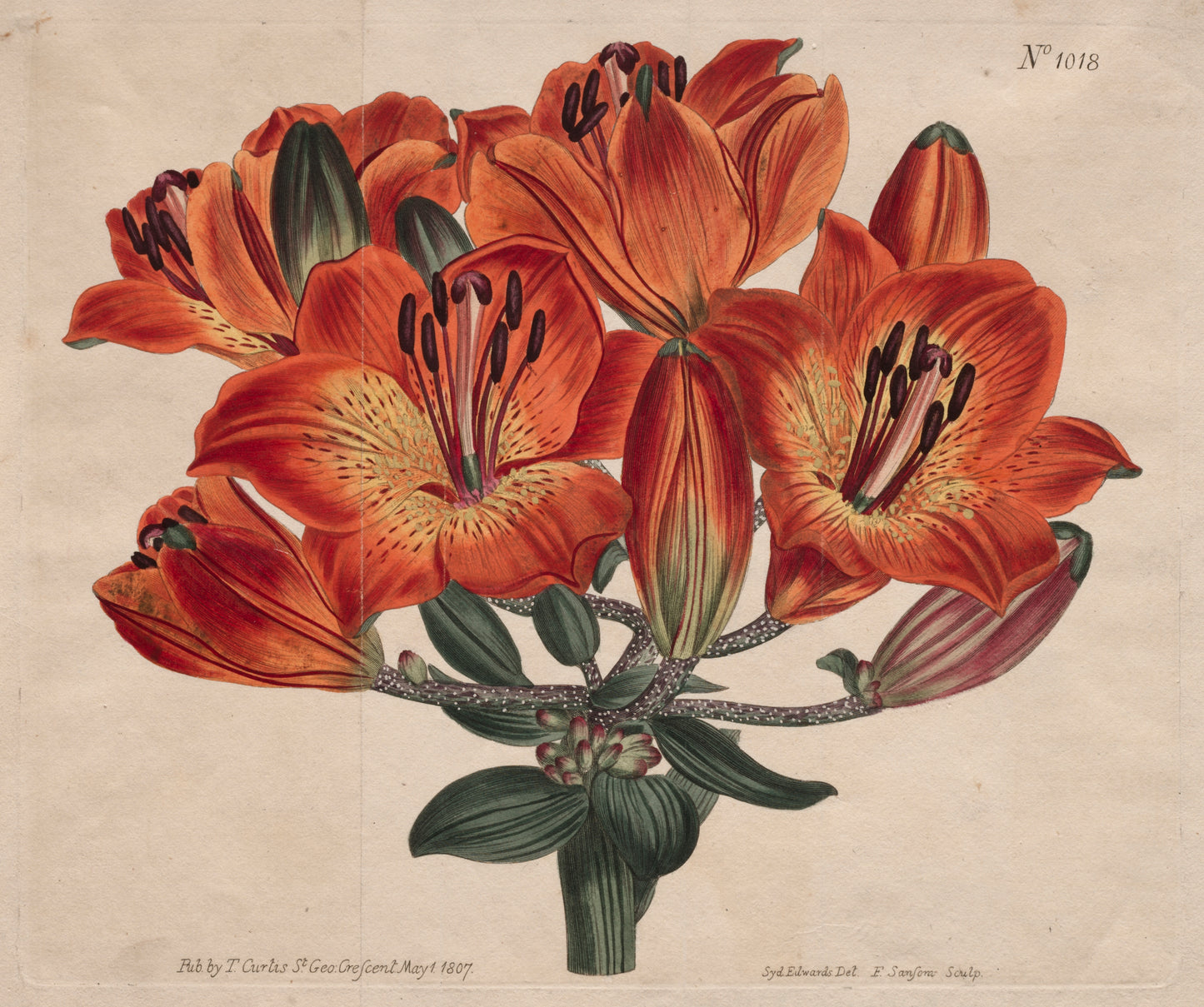 Vintage botanical illustration of red flowers with green leaves on a beige background
