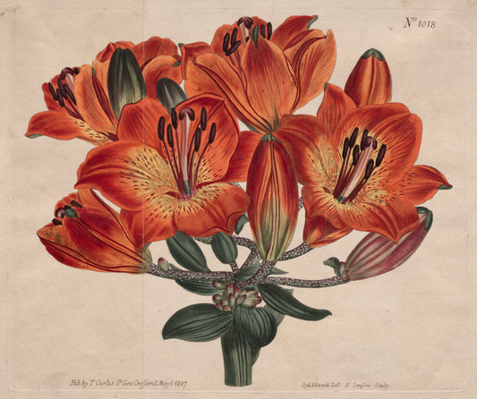 Vintage botanical illustration of red flowers with green leaves on a beige background