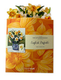 English Daffodils (8 Pop-up Greeting Cards)